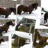 prikrmovanie v petrovskej doline