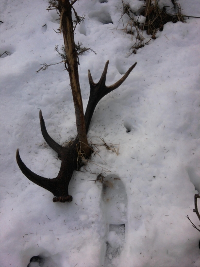 konečne som sa dočkal odmeny za to krmenie :)