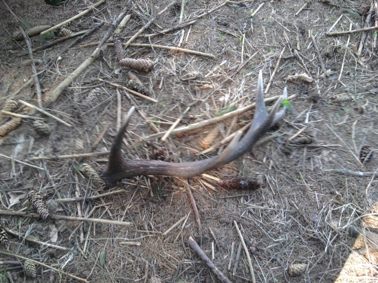 úspešná dohladavka k id:202681