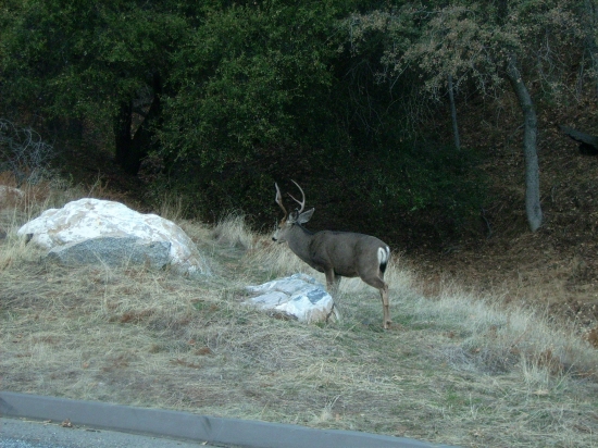 Spomienka na Seqoja park v Californii