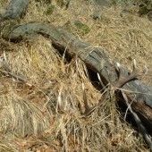 Párička.