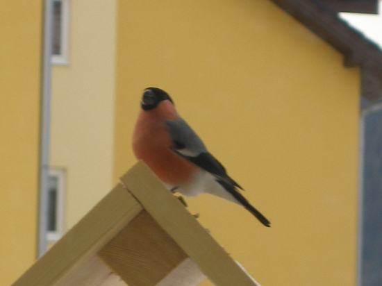 Hýl - odpočinok po svačinke