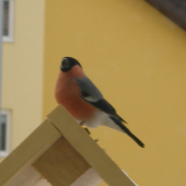 Hýl - odpočinok po svačinke