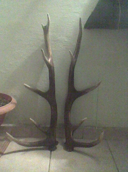 Našiel malý poľovníček