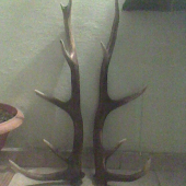 Našiel malý poľovníček