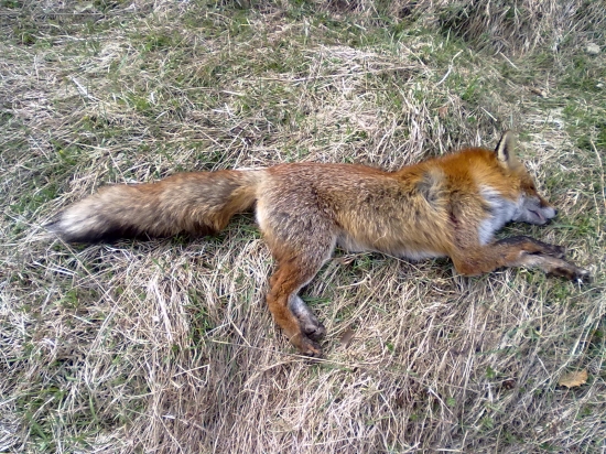 Lišiak