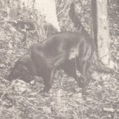 Hôrka