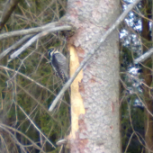 Pani ďatlová prichádza domov