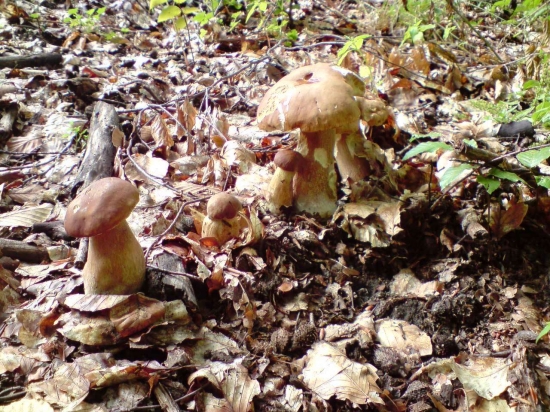 dubačiky ako vojaci :-)))