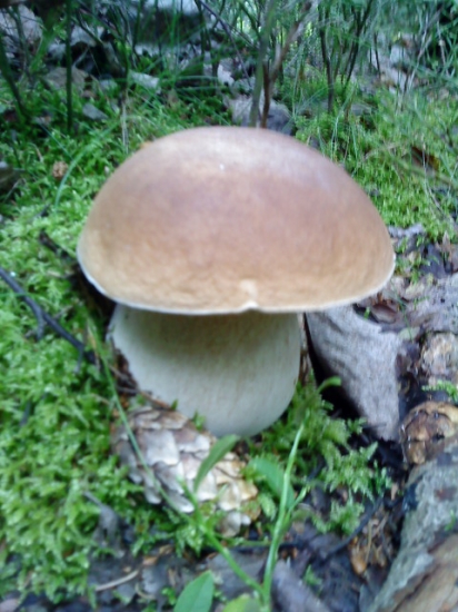 Krásavec - sezóna 2009