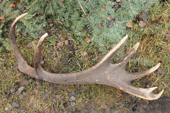 ...tohoročný krásny kúsok...