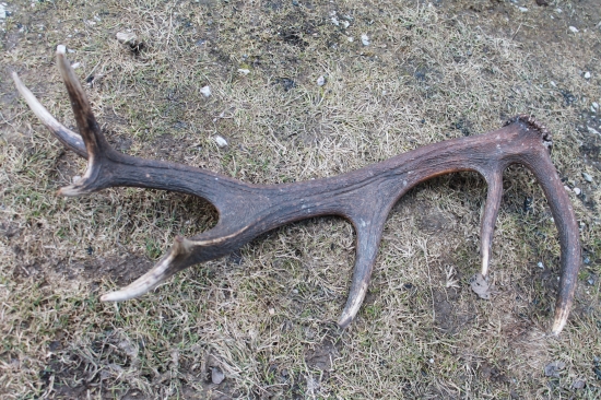 ..kamarátov nález..