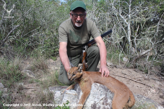 Caracal