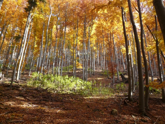 Niečo s leta a s manína....