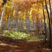 Niečo s leta a s manína....