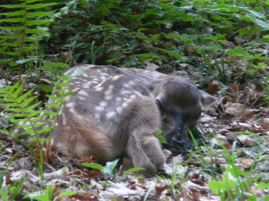 Mladé tohtoročné jelienča.....