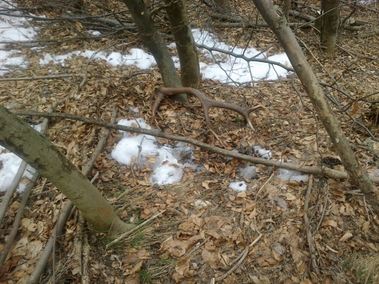 Prvy krat v lese a aha