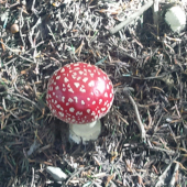 cervena ciapocka