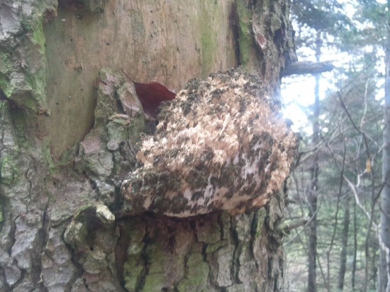 nejake cudo rastie ako huba