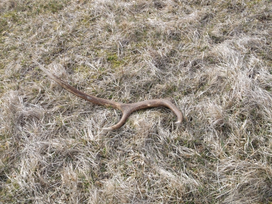 Toje stastia a veselosti