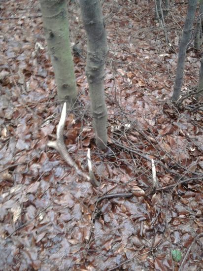 sezona 2011 starší