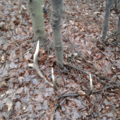 sezona 2011 starší