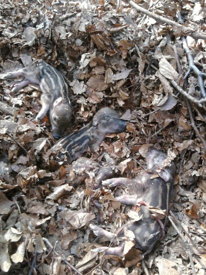 pomrznuté prasiatka škoda ich