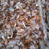 sezona 2010-zamaskovaný