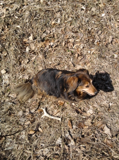 dnes namiesto jelenieho