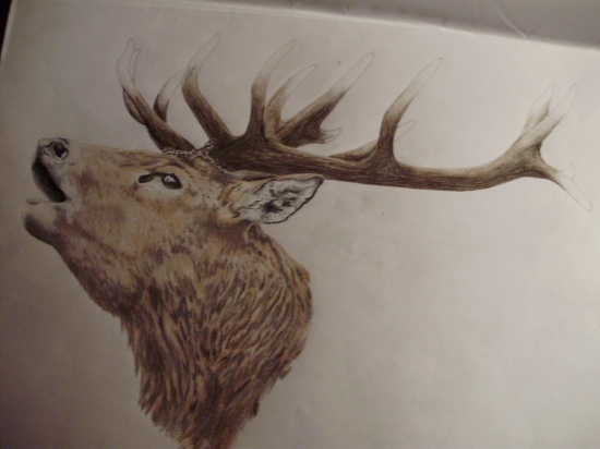 kresba mojej priatelky