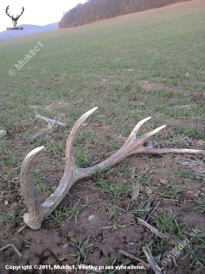 dnes na ozimine