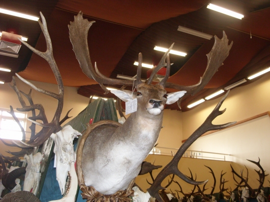 Chovateľská prehliadka Trenč. Stankovce