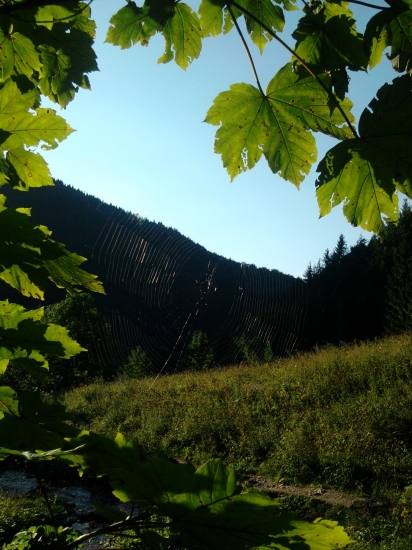 pavučinka