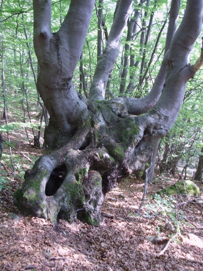 búčok