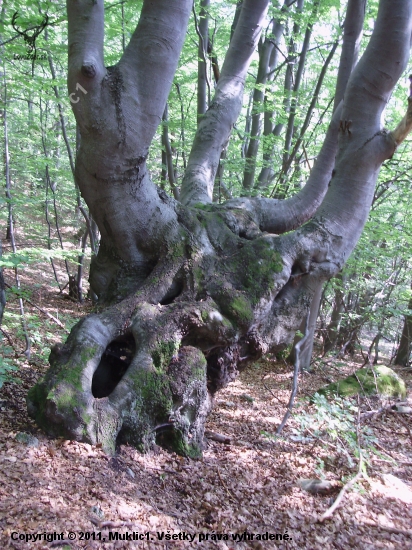 búčok