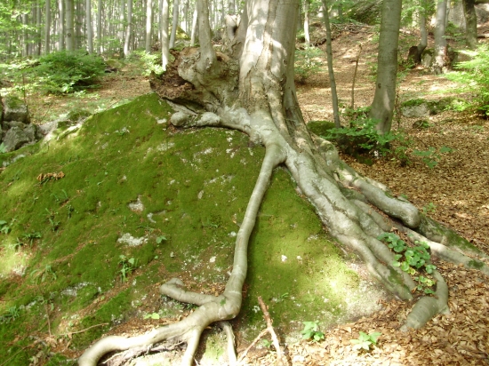 Lesík 1