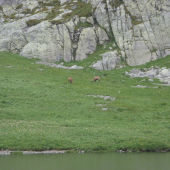 kamzíky pri Teriho chate