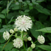 čo to je za kvietok?