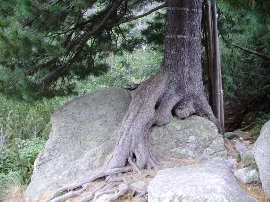 limba sediaca na skale