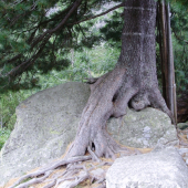 limba sediaca na skale