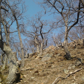 tu boli ukrytý diviaci