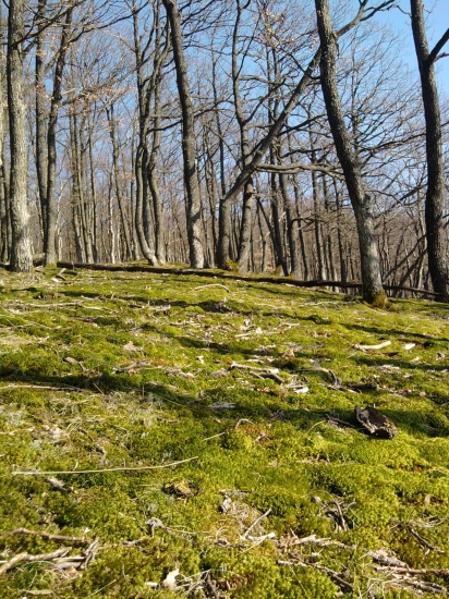 koberček