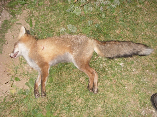 líška