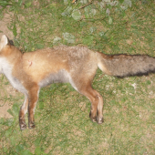 líška