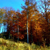 očarujúca jeseň 1