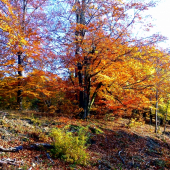 táto jeseň sa podarila