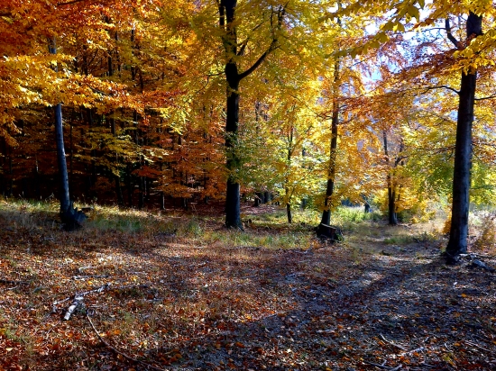 jesenná 1
