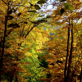 ešte jedna jesenná