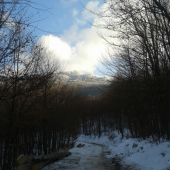 stále im nestačí drevo