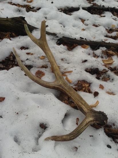 další čo mi vykopali diviaky